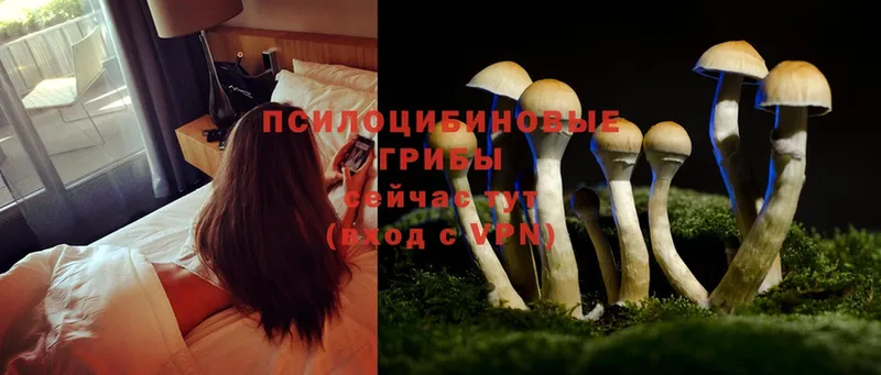 Галлюциногенные грибы Psilocybe  Муравленко 