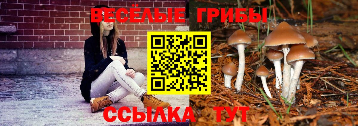 Псилоцибиновые грибы Psilocybe Муравленко